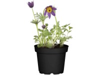GROW by OBI Kuhschelle Pulsatilla vulgaris Topf Ø 13 cm