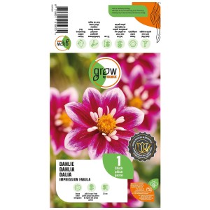 Grow by OBI Dalia Impression Fabula, fiore rosa e bianco. Bulbo per aiuole e balconi.