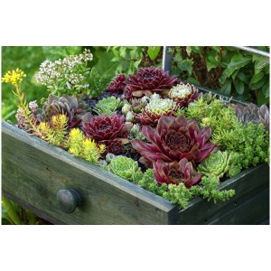 Confezione da 6 di Sempervivum in diverse varietà, ideale per giardini rocciosi.