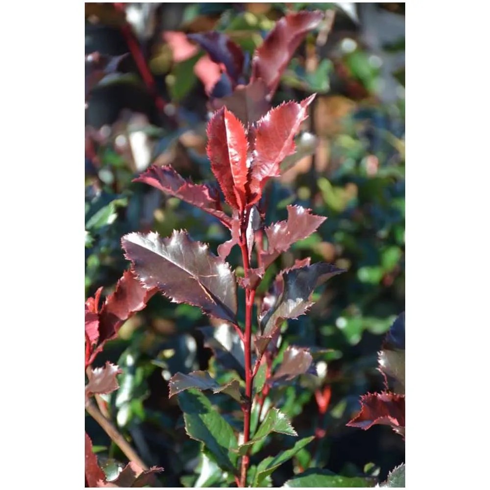kratzbaum kaktus action TOP DEAL