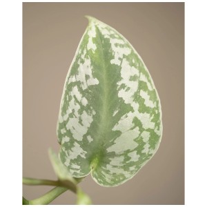 Gros plan : Feuille de pothos argenté Feey (Scindapsus pictus Trebie) avec motif vert et argenté.