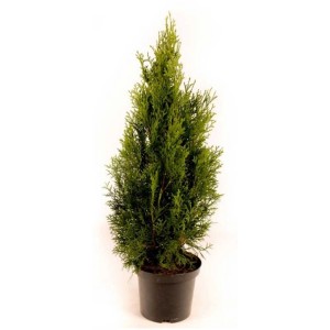 Smaragd Lebensbaum (Thuja occidentalis) in vaso, pianta da siepe verde.