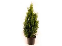 Lebensbaum Smaragd Thuja occidentalis Topf Ø 19 cm