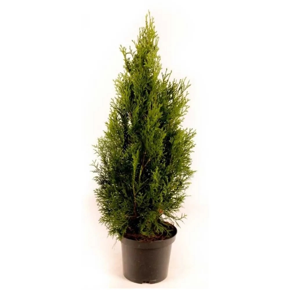 zimmerpflanzen berlin kaufen Chlorophytum (Grünlilie) kaufen? | Bertie