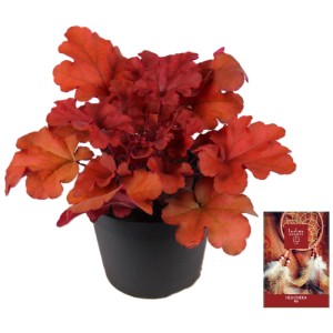 Heuchera 'Indian Summer' in vaso, campanelle corallo con foglie rosso-arancio.
