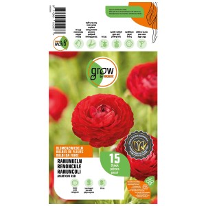 Confezione Grow by OBI Ranuncoli Asiaticus Red, 15 bulbi di fiori con fiori rossi.