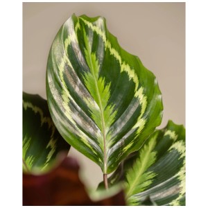 Gros plan d'un grand Calathea Roseopicta avec des feuilles à motifs verts.