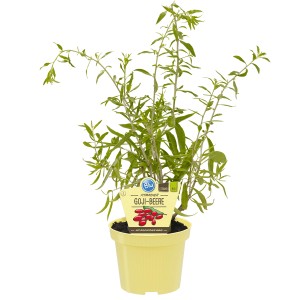 Blu Goji berry in vaso (circa 12 cm Ø) con foglie verdi e vaso giallo.