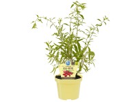 Blu Goji-Beere Lycium barbarum Topf Ø ca. 12 cm