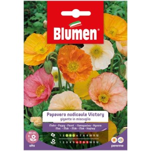 Blumen Mix Pavot Papaver Victory: Fleurs de pavot colorées en différentes couleurs.