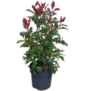 Photinia fraseri Red Robin in vaso, alta circa 60 cm, con foglie rosse.