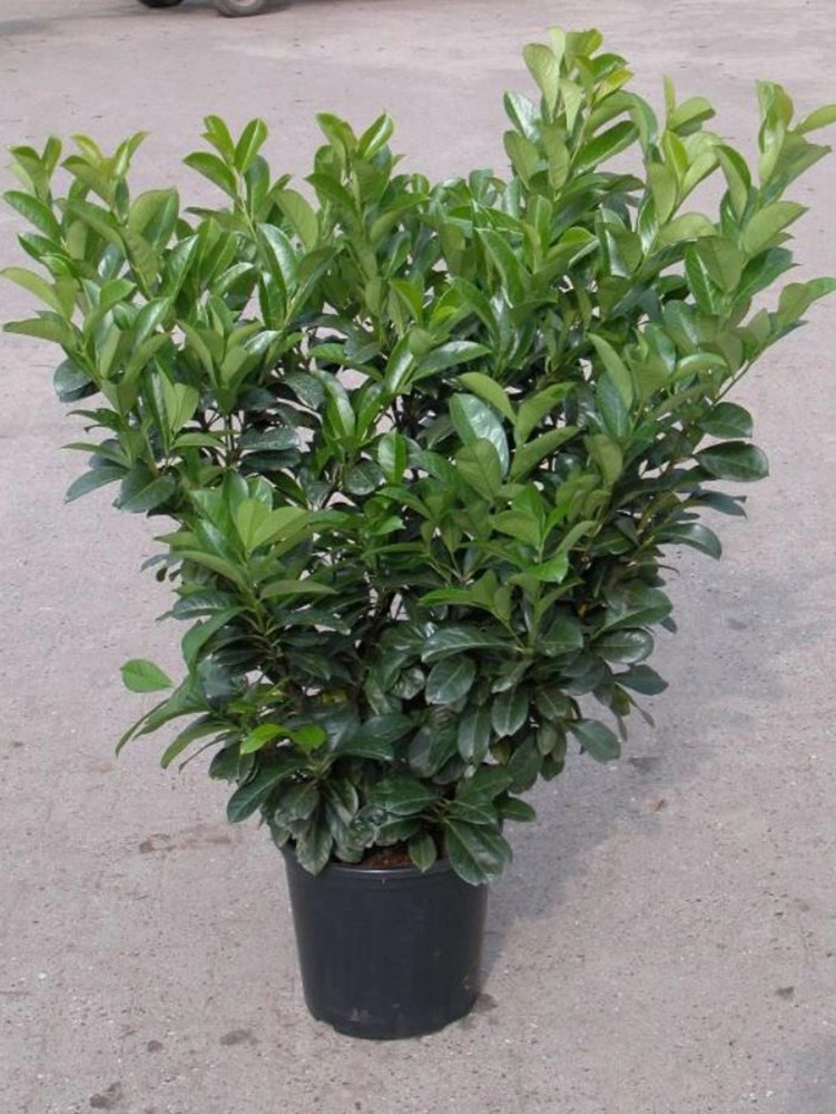 Kirschlorbeer "Etna" Grün 15 l kaufen bei OBI