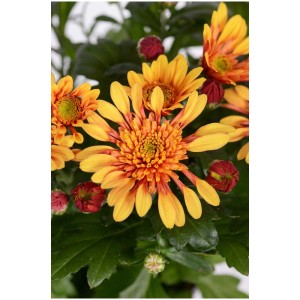 Chrysantheme Sollinea Mix im Topf, orange-gelbe Blüten und grüne Blätter.