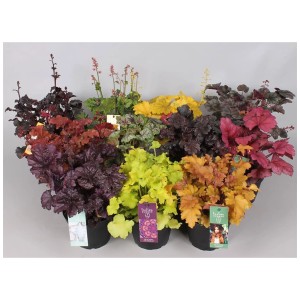 Heuchera Indian Summer assortito in vari colori in vaso (Ø 15 cm).