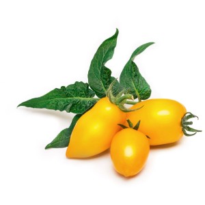 Graines potagères Véritable : Mini tomates jaunes avec feuilles vertes. Idéal pour jardins d'intérieur.