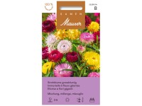 Strohblume grossblumige Mischung Strohblume grossblumige Mischung