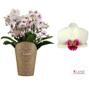 Orchidea Phalaenopsis Duetto Safe Haven in vaso, fiori bianchi con accenti rosa.