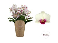 Schmetterlingsorchidee Duetto Safe Haven Phalaenopsis Topf Ø 17 cm Schmetterlingsorchidee Duetto Safe Haven Phalaenopsis Topf Ø 17 cm