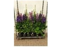 Rittersporn Magic Fountain Delphinium Topf Ø 23 cm / 1 Stk.