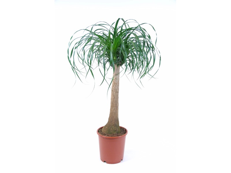 Elefantenfuss "Beaucarnea recurvata" Topf 24 cm kaufen bei OBI