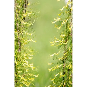 Arbusto di pisello standard con fiori gialli e rami pendenti.