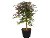 Fächerahorn Orangeola Topf ca. 4 l / Höhe ca. 30 - 40 cm