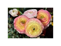 Asiatischer Hahnenfuss Ranunculus asiaticus Topf Ø 11 cm / Höhe ca. 22 cm