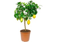 Zitrone Stamm Citrus Limon Topf Ø 20 cm