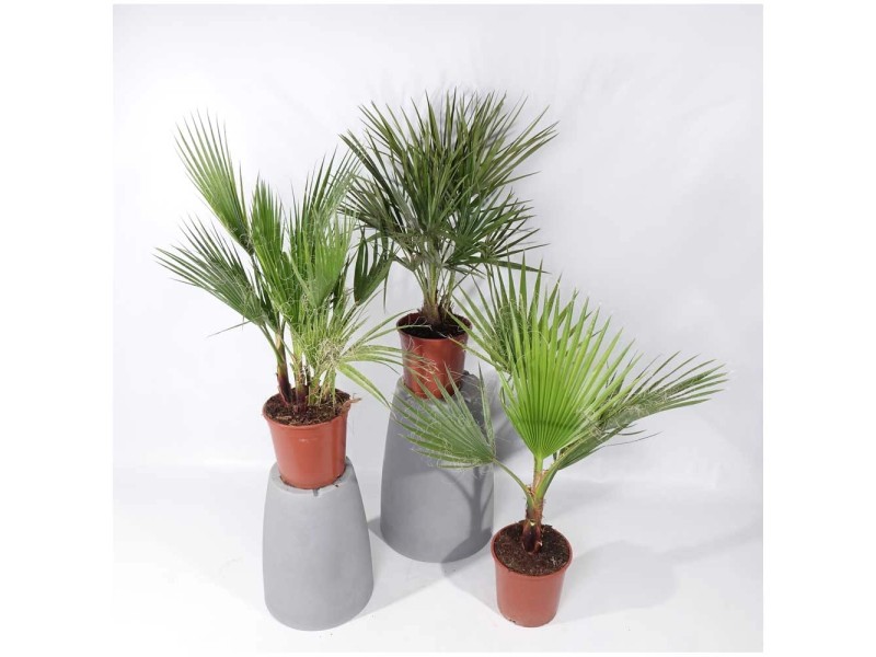 GROW by OBI Palmen verschiedene Sorten Topf Ø 20 cm / Höhe 60 80 cm