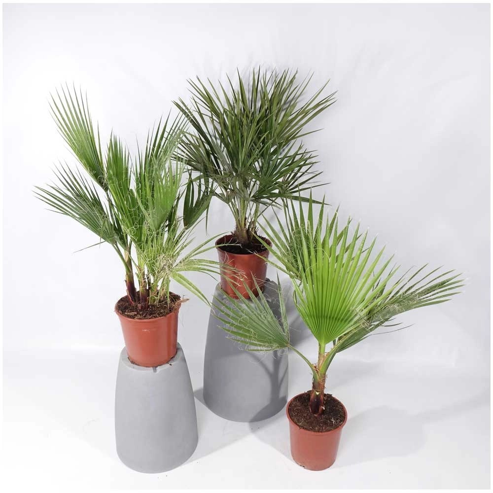 GROW by OBI Palmen verschiedene Sorten Topf Ø 20 cm / Höhe 60 80 cm