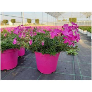Mélange de plantes de parterre en pot (Ø 12cm) avec des fleurs roses, idéal pour balcon et terrasse.