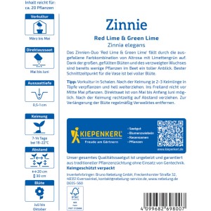 Confezione di semi di Zinnia Kiepenkerl Red Lime + Green Lime con zinnie rosa e verdi.