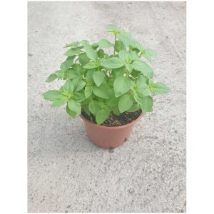 Basilic citron bio en pot (Ø 13cm), herbe aromatique pour la cuisine et les plats fins.