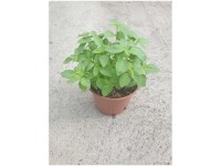 Zitronen-Basilikum Bio Topf Ø 13 cm