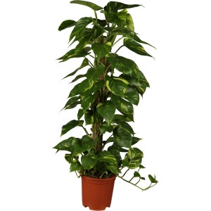 GROW by OBI pothos sur tuteur en mousse en pot, une plante d'intérieur grimpante panachée vert et jaune.