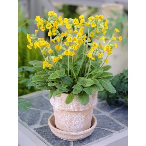 Primula alta gialla in vaso, circa 13 cm di diametro, con fiori giallo chiaro.