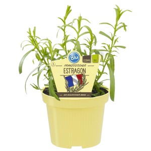 Blu Estragon Bio en pot, env. 12 cm. Herbe aromatique pour la cuisine, idéale avec les viandes et poissons.