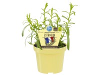 Estragon Topf-Ø ca. 12 cm Artemisia