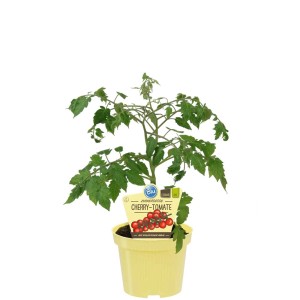 Blu Bio-Cherry Tomate Pepe en pot, feuilles vertes et petites tomates rouges.