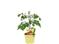 Blu Bio-Cherrytomate Pepe Lycopersicon esculentum Topf Ø ca. 12 cm