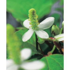 Primo piano di un fiore bianco di coda di lucertola (Houttuynia cordata) in vaso, una pianta da laghetto per il giardino.