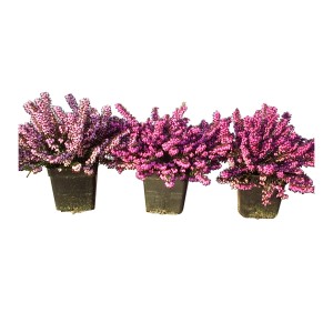 Trois plants de bruyère anglaise (Erica) en pot, dans différentes nuances de rose.