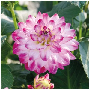 Primo piano della dalia rosa e bianca Saint Martin, un bulbo da fiore colorato di Grow by OBI.