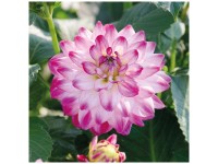 Grow by OBI Dahlie Saint Martin Lila-Weiss 1 Stk. Grow by OBI Dahlie Saint Martin Lila-Weiss 1 Stk.