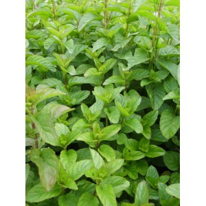 Gros plan sur les feuilles vertes de la menthe mandarine bio Blu (Mentha) en pot.