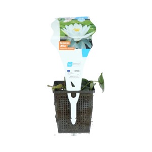Ninfea Alba in vaso, fiore bianco, adatta per laghetti da giardino.