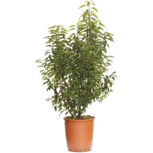 Lauroceraso Prunus lusitanica in vaso, alto 70 cm, pianta da siepe sempreverde.