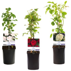 Assortiment de rosiers grimpants en pot, couleurs variées, hauteur env. 40 cm.