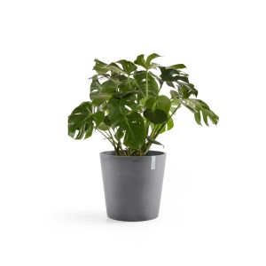 Vaso per piante grigio Ecopots Amsterdam (Ø 50cm) con pianta Monstera verde.