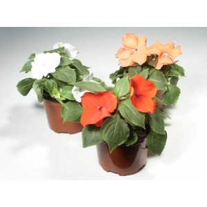 Impatiens de Waller dans un pot de 9 cm, lot de 6 plantes fleuries colorées.